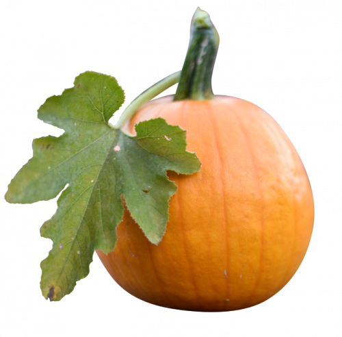Perfect little pumpkin