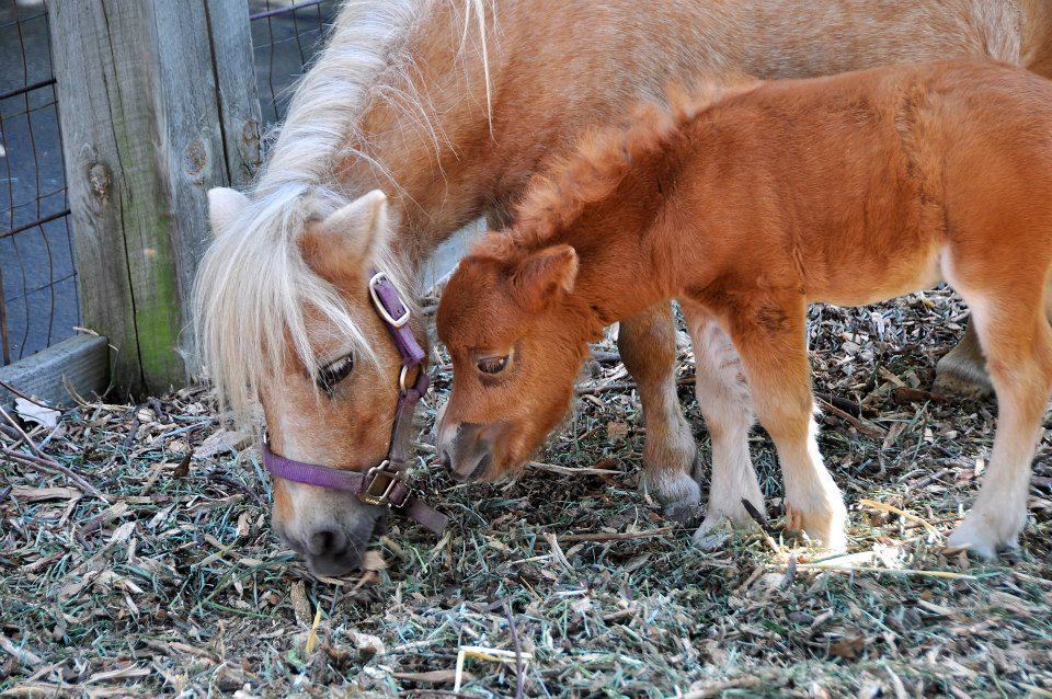 Mommy & Baby pony at Bengtson's pumpkin farm